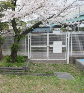 桜が咲きました