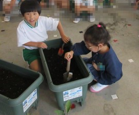 野菜の苗植えました(年中・年長)