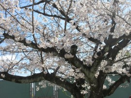 園庭に桜が咲きました(*^^*)