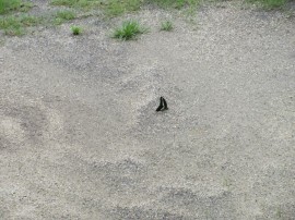 ある日の園庭の様子