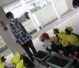 12/5(金)さやえんどうの種をまきました(年中児)